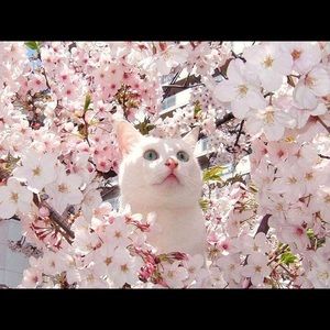 Meet your Posher, Daisy